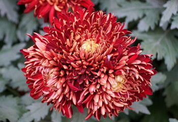 A double bloom dark red color of Reflex mum 'Garnet King' flower