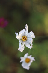 White cosmos flower in the garden,Portrait.