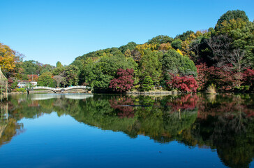 Fototapeta na wymiar 町田薬師池公園　秋景色｜薬師池とたいこ橋に深まる紅葉が彩りを与えています