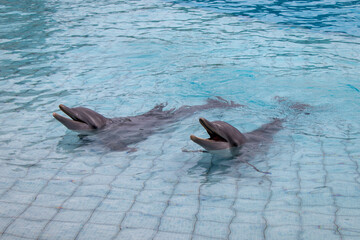 two dolphins in the pool