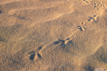 Bird tracks in sand in Alvord Desert, Southeastern Oregon.