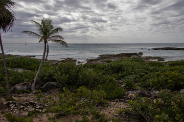 Moody day at the beach with palm trees
