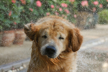 Golden Retriever Dog Shaking Water by Swimming Pool