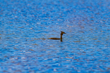 Ducks on a mountain lake