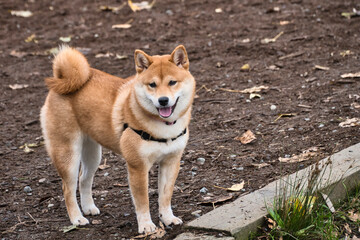 2020-11-18 A SHIBA INU PUPPY ALONE IN A PARK