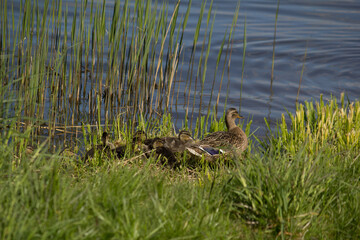 Spring. The birth of the new in nature. It's a sunny day.duck with ducklings going to the water. Family of ducks. Image with selective focus.