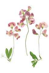 Pressed and dried lathyrus bush, isolated on white background. For use in scrapbooking, pressed floristry or herbarium