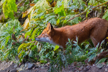 fox in the woods