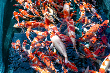 Colorful Fancy Koi Carp Fishes Swimming in the Pond at Fish Farm