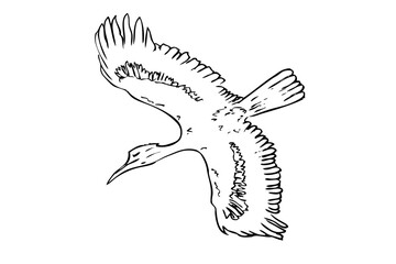 Vector Outline Hand Draw Sketch, Flying Cormorant Bird, isolated on white background