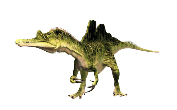 Ichthyovenator was a dinosaur of the early Cretaceous. It was a spinosaurid with an unusual split sail. It was semiaquatic and ate fish. On a white background.