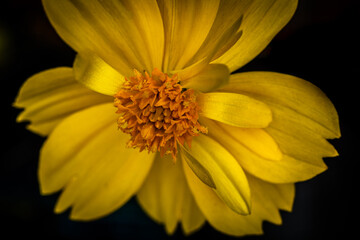 close macro of Cosmos flower Yellow petals with Orange pollens