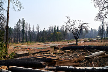 Fototapeta na wymiar California Wildfires Burned Trees and Burned Landscape 
