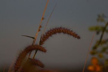 caterpillar on a leaf