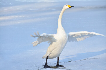 A white Swan on the ice flaps its wings