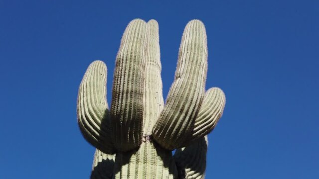 Saguaro in Hot Scottsdale Desert Sun