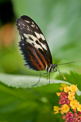 Obraz na płótnie Canvas Tiger Longwing butterfly on a beautiful flower