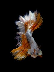 Fototapeta premium oil paint siames fighting fish..betta splendens fish with black background.