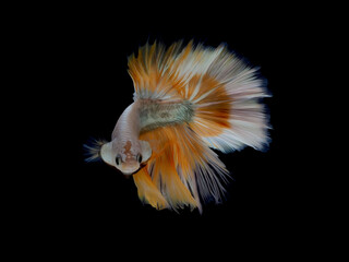 oil paint  siames fighting fish..betta splendens fish with black background.