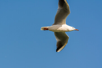 Seagull is flying in sky over the sea waters in corniche park, Dammam, Saudi Arabia