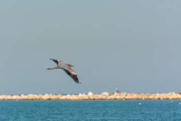 Grey Heron flying over the sea waters in corniche park, Dammam, Saudi Arabia