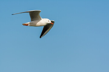 Seagull is flying in sky over the sea waters in corniche park, Dammam, Saudi Arabia