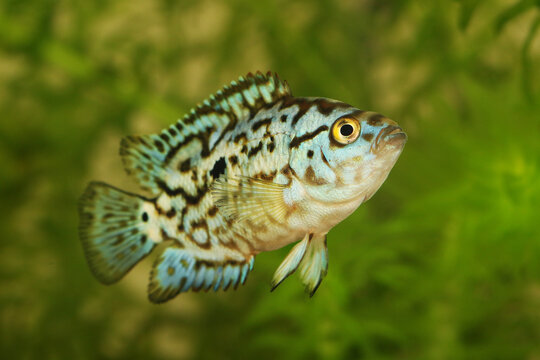 Electric blue jack dempsey cichlid aquarium fish	 Nandopsis Octofasciatum 