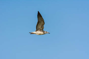 Seagull is flying in sky over the sea waters in corniche park, Dammam, Saudi Arabia