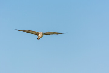 Seagull is flying in sky over the sea waters in corniche park, Dammam, Saudi Arabia