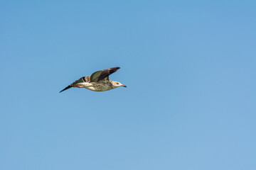 Seagull is flying in sky over the sea waters in corniche park, Dammam, Saudi Arabia