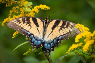 The Eastern Tiger Swallowtail (Papilio glaucus), North Carolina's state butterfly. Top view, on goldenrod.