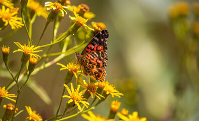 butterfly on flower