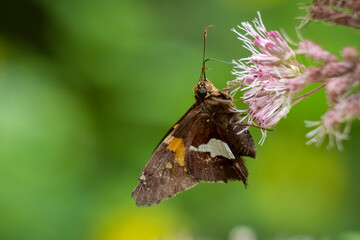 A Silver-spotted Skipper (Epargyreus clarus) visits a bloom. Raleigh, North Carolina.