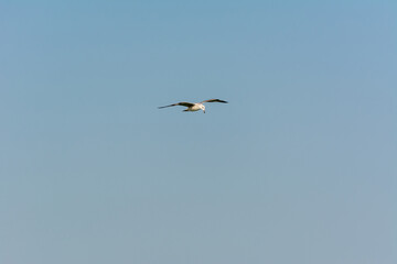 Seagull is flying in sky over the sea waters in corniche park, Dammam, Saudi Arabia