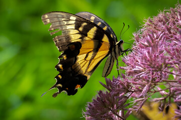 The Eastern Tiger Swallowtail (Papilio glaucus), North Carolina's state butterfly.