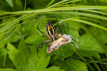 Female Banded Argiope with grasshopper