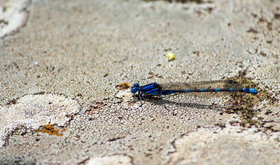 dragonfly on a rock