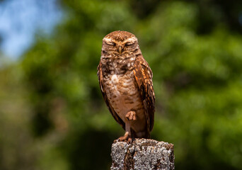 eagle owl on a branch