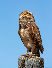owl