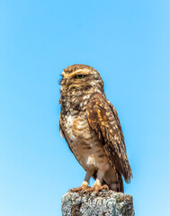 owl