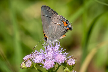 A Gray Hairstreak (Strymon melinus) visits a Blue Mistflower (Conoclinium coelestinum). Raleigh, North Carolina.