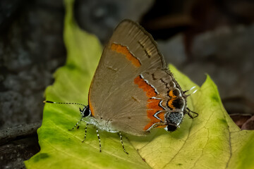 Fototapeta na wymiar A Red-banded Hairstreak (Calycopis cecrops) rests on a leaf. Raleigh, North Carolina.