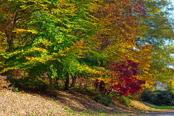 Autumn palette in National Arboretum of Washington DC, USA. Alley with deciduous trees in late fall.