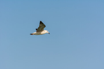 Seagull is flying in sky over the sea waters in corniche park, Dammam, Saudi Arabia