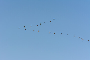 Two rows of Herons flying over the sea waters in corniche park, Dammam, Saudi Arabia