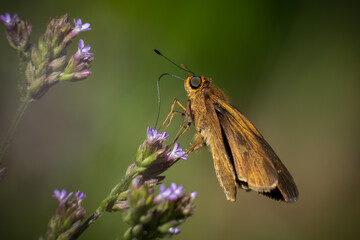 Obraz premium Close up of an Ocola Skipper (Panoquina ocola). Raleigh, North Carolina.