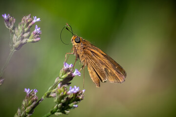 Ocola Skipper (Panoquina ocola) with its proboscis curled around. Raleigh, North Carolina.