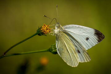 A male Cabbage White (Pieris rapae) on a bloom. Raleigh, North Carolina.