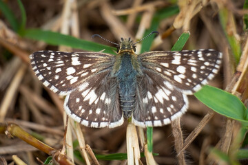 A bird's eye view of a Checkered Skipper (Burnsius communis). Raleigh, North Carolina.