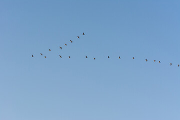 Two rows of Herons flying over the sea waters in corniche park, Dammam, Saudi Arabia